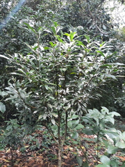 Amphitecna tuxtlensis (Amphitecna tuxtlensis)