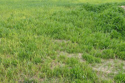 Amsinckia calycina: Amsinckia calycina in Motaniec near Reptowo, NW Poland