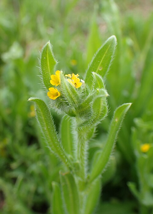 Amsinckia calycina: Amsinckia calycina in Motaniec near Reptowo, NW Poland