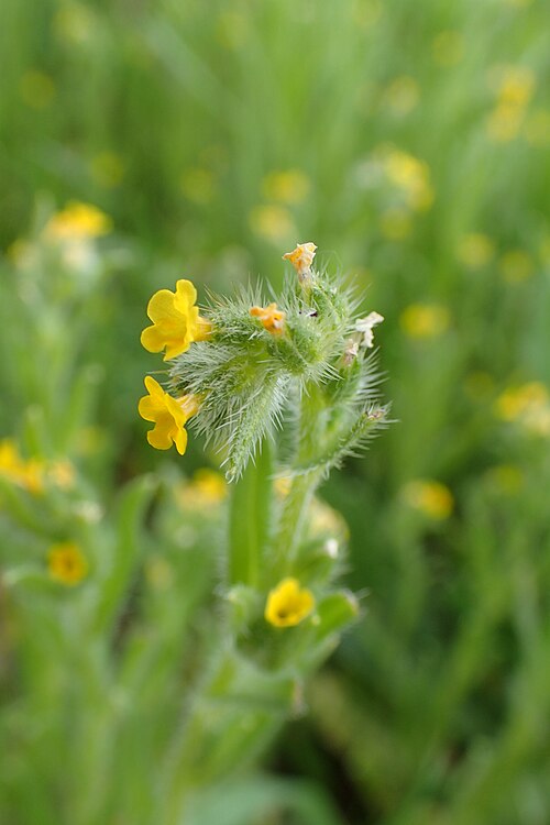 Amsinckia calycina: Amsinckia calycina in Motaniec near Reptowo, NW Poland