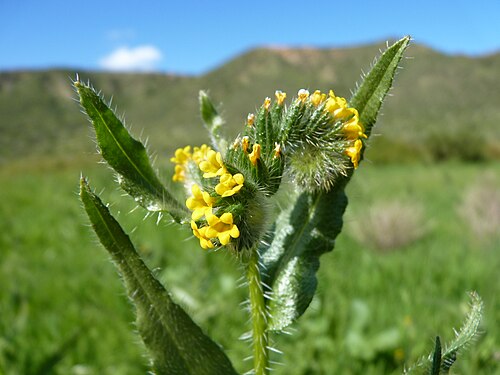 Amsinckia calycina: Amsinkia calicina, Los Vilos