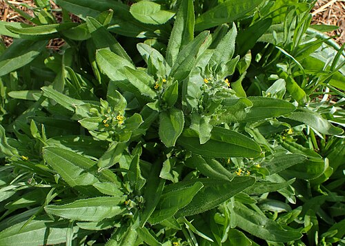 Amsinckia calycina: Amsinckia calycina in Motaniec near Reptowo, NW Poland