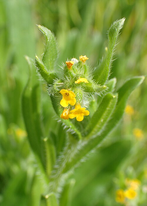 Amsinckia calycina: Amsinckia calycina in Motaniec near Reptowo, NW Poland
