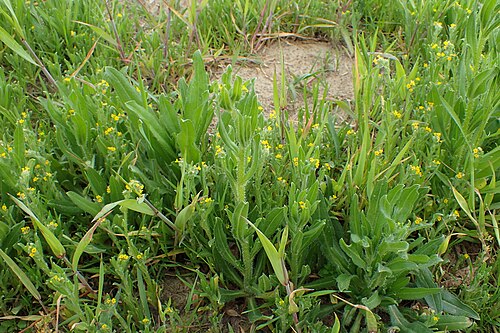 Amsinckia calycina: Amsinckia calycina in Motaniec near Reptowo, NW Poland