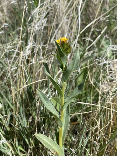 Malheur Valley fiddleneck (Amsinckia carinata)