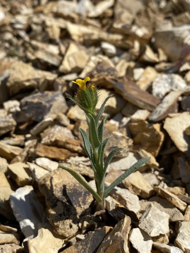 Malheur Valley fiddleneck (Amsinckia carinata)