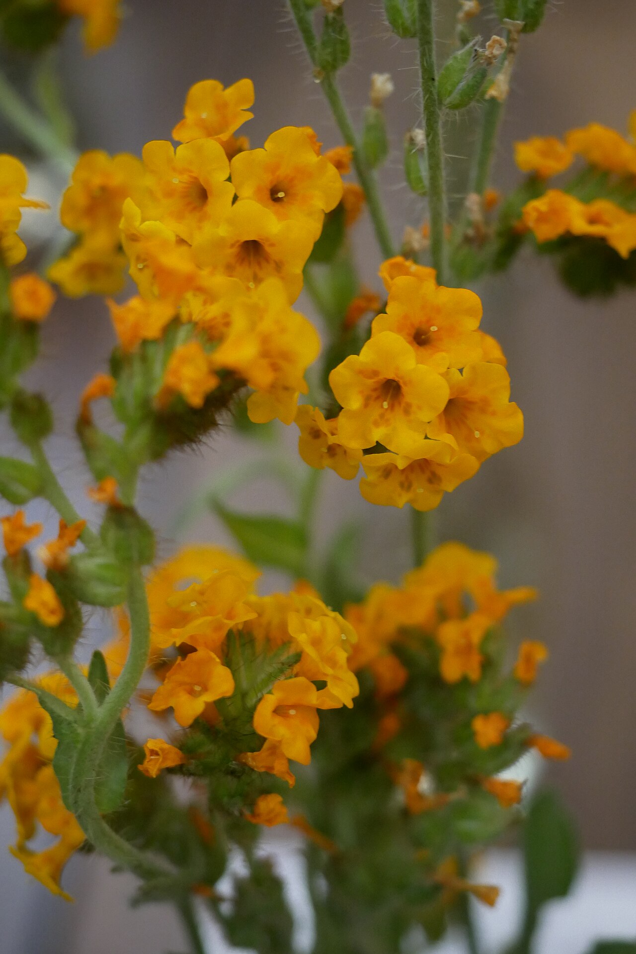 Douglas' fiddleneck: Boraginaceae Douglas Fiddleneck Amsinckia douglasiana
