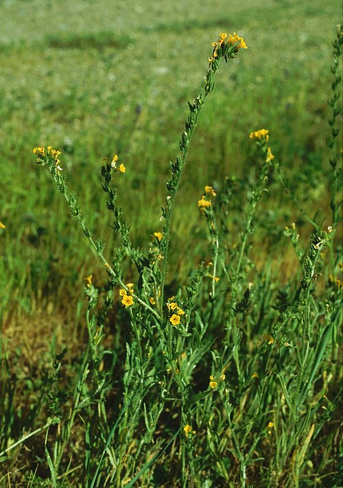 Amsinckia intermedia: Amsinckia menziesii var. intermedia — Common Fiddleneck, Intermediate Fiddleneck. Near Clear Lake in the Inner California Coast Ranges , Lake County , northern