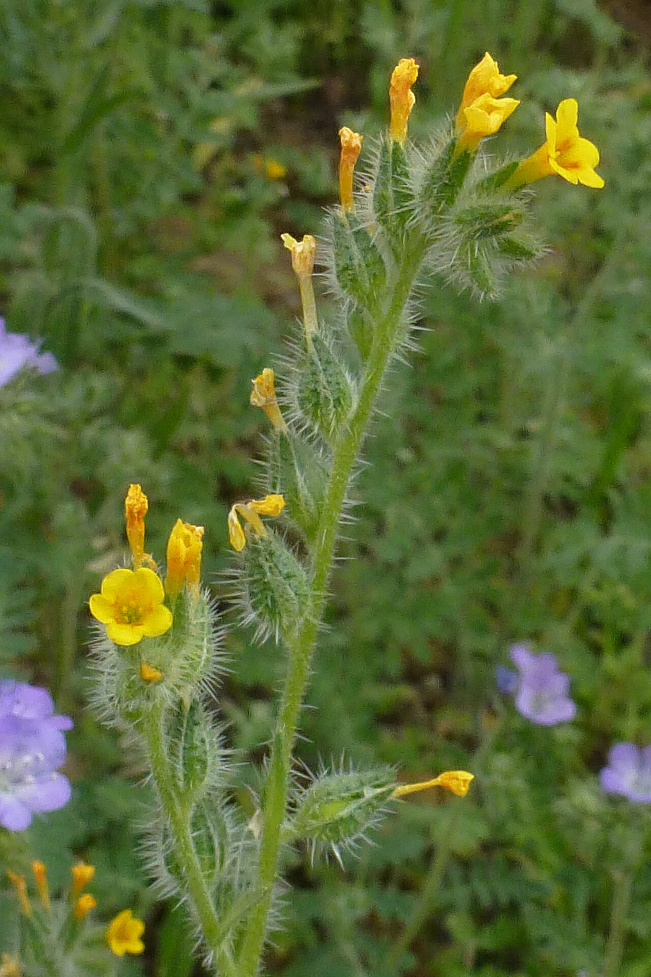 Amsinckia intermedia: Sonoran Desert Late Winter 2013, Amsinckia menziesii var. intermedia – Common Fiddleneck