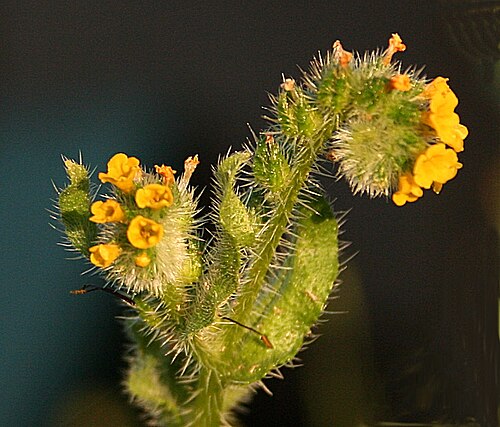 Amsinckia intermedia: Fiddleneck ( Amsinckia intermedia ) introduced from North America. This is now a common weed of arable and waste ground. It arrived here in a load of topsoil re
