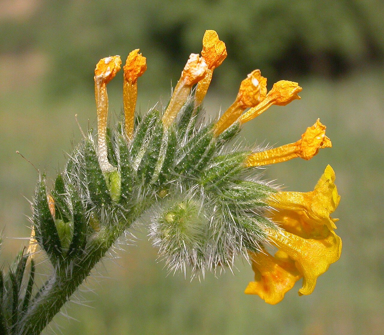 Amsinckia intermedia: Amsinckia intermedia — the inflorescence is a cincinnus (scorpioid cyme). Plant of California chaparral and woodlands habitats. In the Voorhis Ecological Reserv