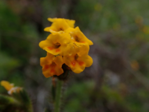 Bentflower fiddleneck (Amsinckia lunaris)