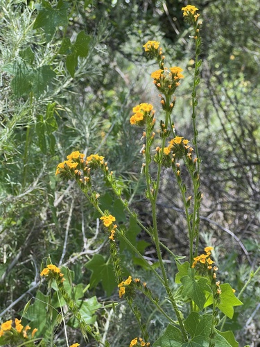 Bentflower fiddleneck (Amsinckia lunaris)