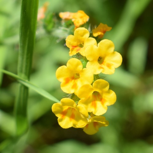 Bentflower fiddleneck (Amsinckia lunaris)