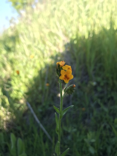 Bentflower fiddleneck (Amsinckia lunaris)