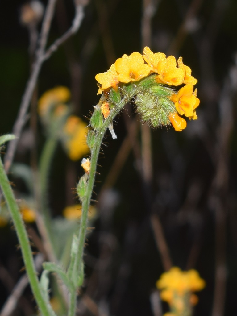 Bentflower fiddleneck (Amsinckia lunaris)