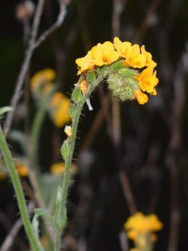 Bentflower fiddleneck (Amsinckia lunaris)