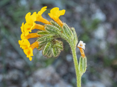 Bentflower fiddleneck (Amsinckia lunaris)