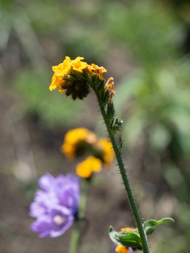 Bentflower fiddleneck (Amsinckia lunaris)