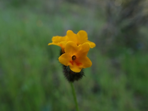 Bentflower fiddleneck (Amsinckia lunaris)