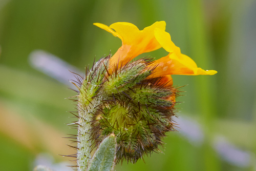 Bentflower fiddleneck (Amsinckia lunaris)