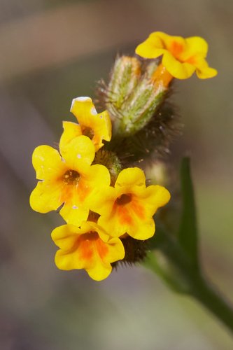 Bentflower fiddleneck (Amsinckia lunaris)