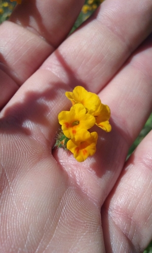 Bentflower fiddleneck (Amsinckia lunaris)