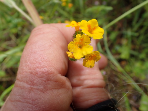 Bentflower fiddleneck (Amsinckia lunaris)