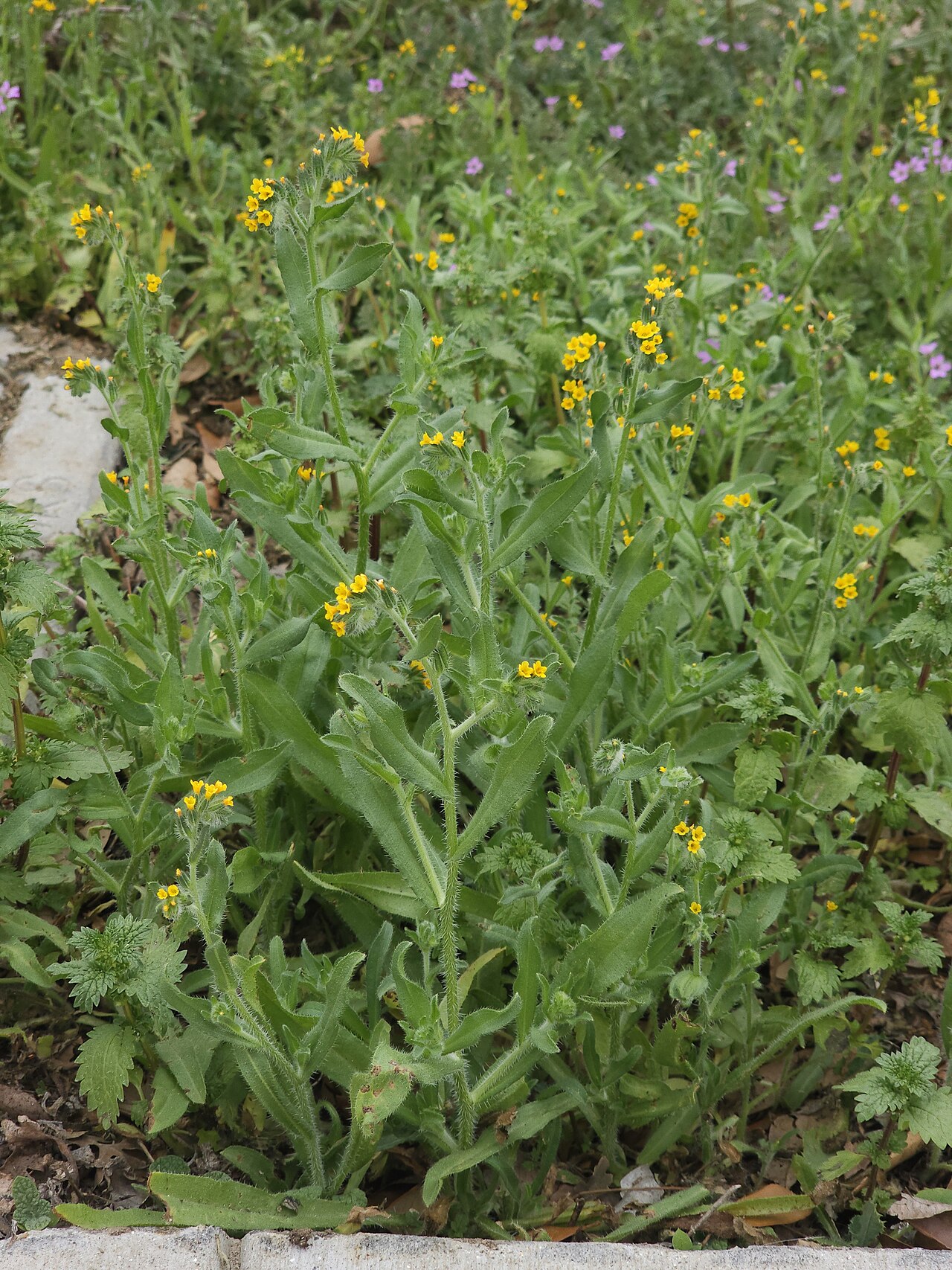 Menzies' fiddleneck: Amsinckia menziesii growing wild in Los Angeles Pierce College in the Chalk Hills of the San Fernando Valley.