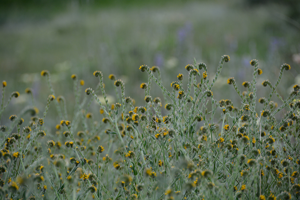 Menzies' fiddleneck (Amsinckia menziesii)