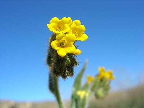 Menzies' fiddleneck: Amsinckia menziesii — Common fiddleneck, flower closeup. In the chaparral habitat of San Francisquito Canyon , in the Sierra Pelona Mountains , Los Angeles Coun