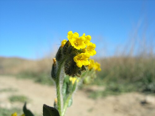 Menzies' fiddleneck: Amsinckia menziesii — Common fiddleneck, flower. In the chaparral habitat of San Francisquito Canyon , in the Sierra Pelona Mountains , Los Angeles County, Cali