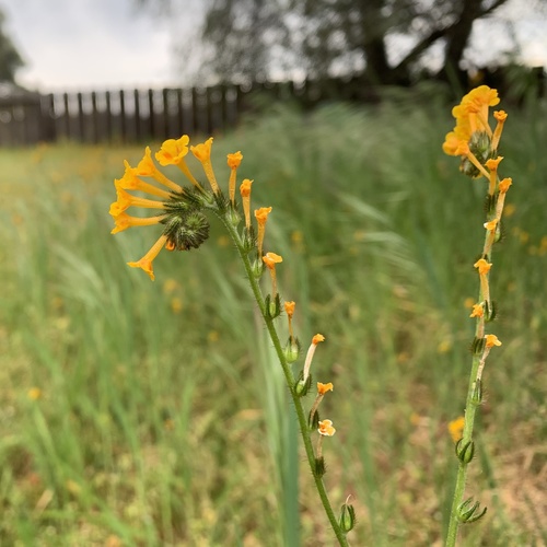 Menzies' fiddleneck (Amsinckia menziesii)