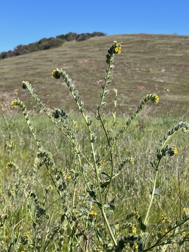 Menzies' fiddleneck (Amsinckia menziesii)