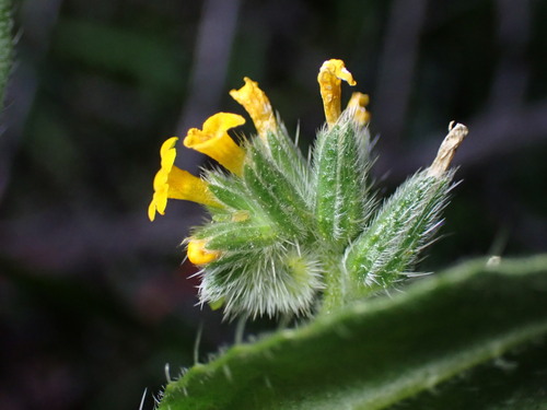Menzies' fiddleneck (Amsinckia menziesii)