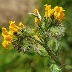 Menzies' fiddleneck (Amsinckia menziesii)