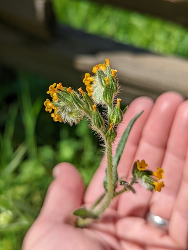 Menzies' fiddleneck (Amsinckia menziesii)
