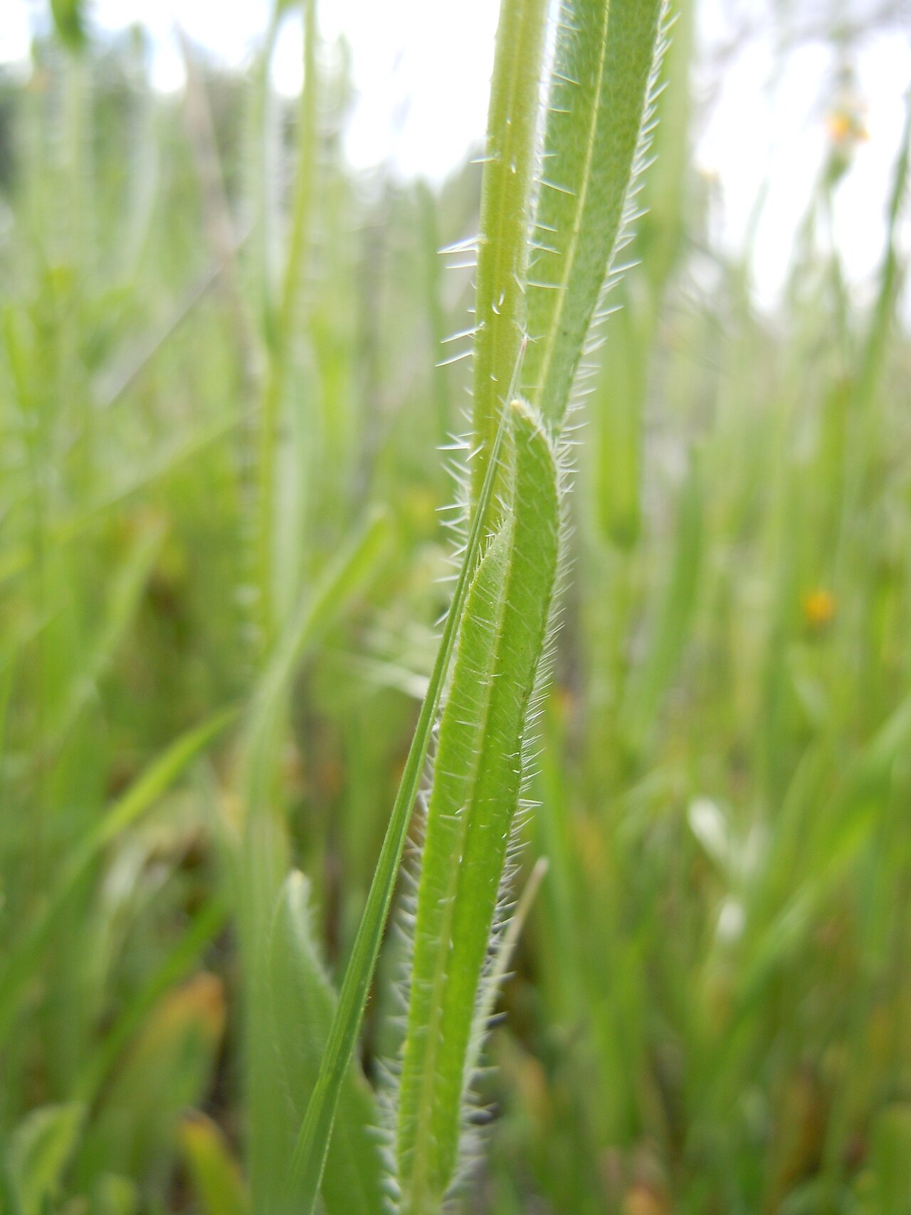 Menzies' fiddleneck: The native annual Amsinckia menziesii and like probably all species in this genus are mostly confined to disturbance prone settings such as roadsides and overgr