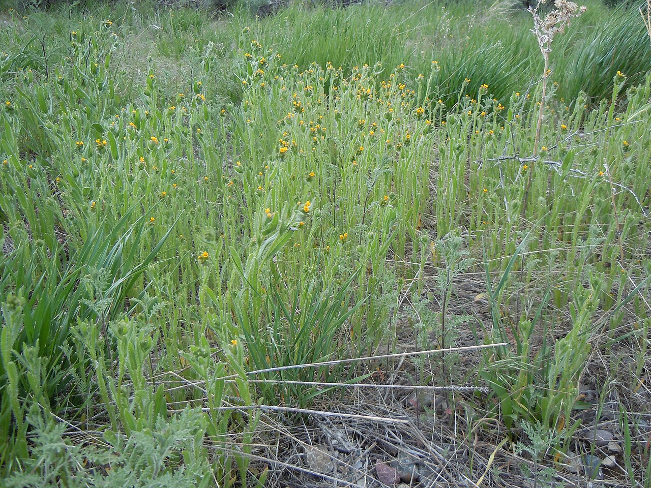 Menzies' fiddleneck: The native annual Amsinckia menziesii and like probably all species in this genus are mostly confined to disturbance prone settings such as roadsides and overgr
