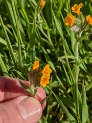 Menzies' fiddleneck (Amsinckia menziesii)