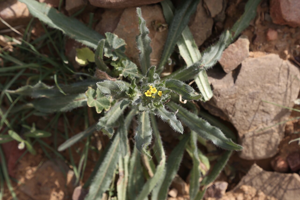 Amsinckia retrorsa: Biedouw River Valley, IVO Enjo Nature Farm, Cederberg, Western cape, South Africa The genus Amsinckia comprises ± 15 species, all native to the western United S