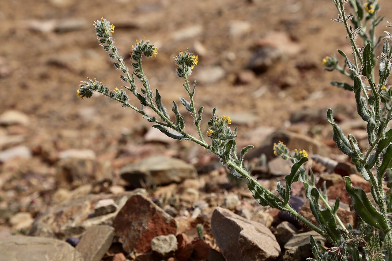 Amsinckia retrorsa: Biedouw River Valley, IVO Enjo Nature Farm, Cederberg, Western cape, South Africa The genus Amsinckia comprises ± 15 species, all native to the western United S