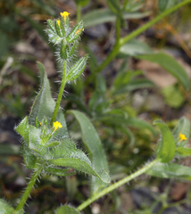 Bristly fiddleneck (Amsinckia tessellata)