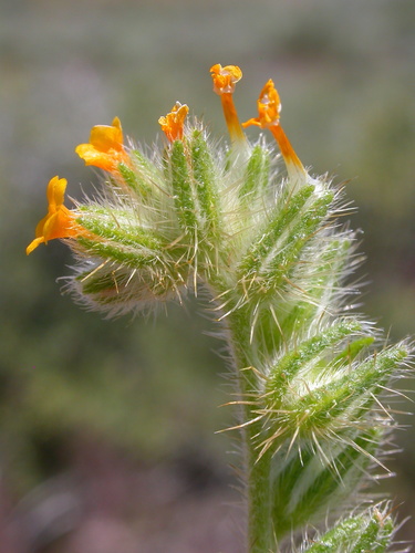 Bristly fiddleneck (Amsinckia tessellata)