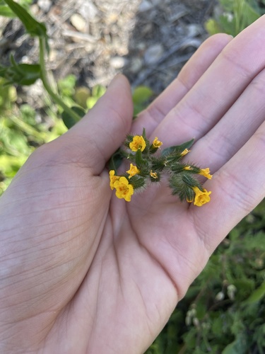 Bristly fiddleneck (Amsinckia tessellata)