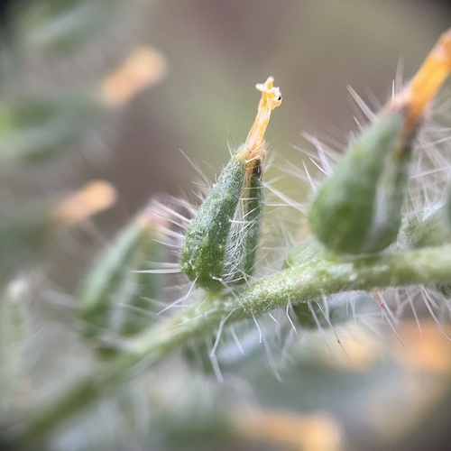 Bristly fiddleneck (Amsinckia tessellata)