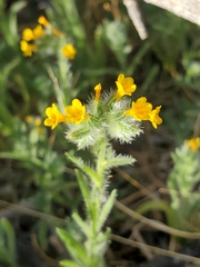 Bristly fiddleneck (Amsinckia tessellata)