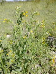 Bristly fiddleneck (Amsinckia tessellata)