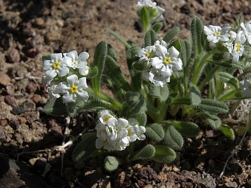 Great Basin popcornflower: Great Basin popcorn flower, Plagiobothrys kingii, Churchill Butte, elevation 1315 m
