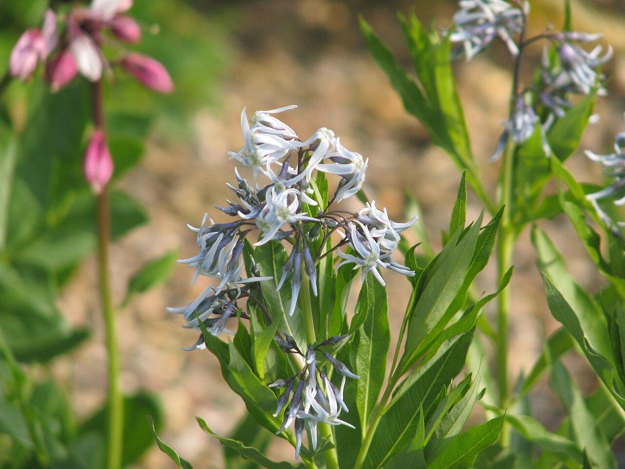 Jones' bluestar: Amsonia jonesii